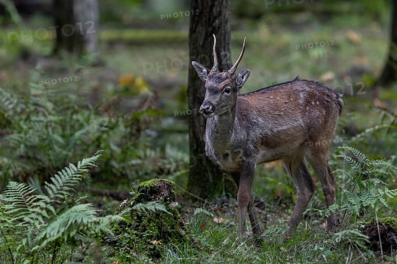A fallow deer spike (Dama dama) searching for acorns at the edge of the rut, autumn, rut, fallow deer rut, October, Germany