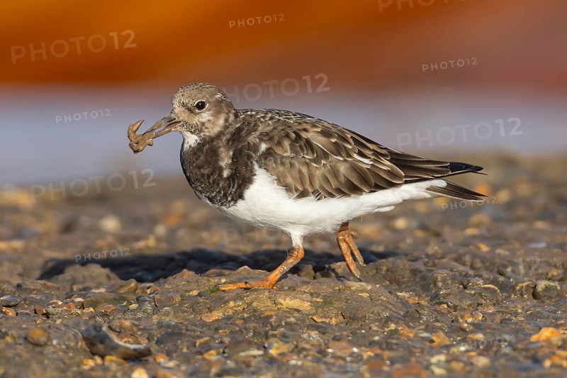 Ruddy turnstone (Arenaria interpres) adult wading bird in winter plumage with food in its beak, England, United Kingdom