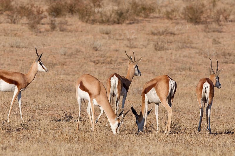 Springboks (Antidorcas marsupialis), group of adults, feeding on dry grass, alert, Kalahari desert, Kgalagadi Transfrontier Park, Northern Cape, South Africa