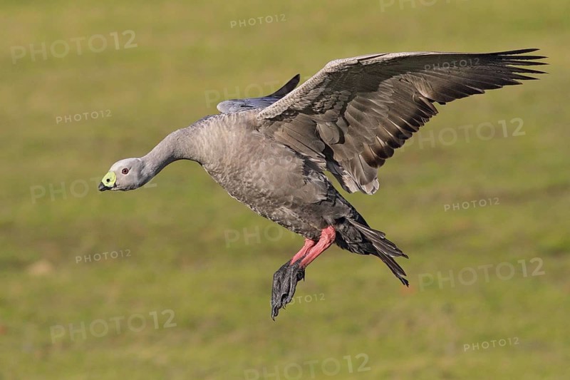 Cape Barren Goose (Cereopsis novaehollandiae) flying, Tasmania, Australia