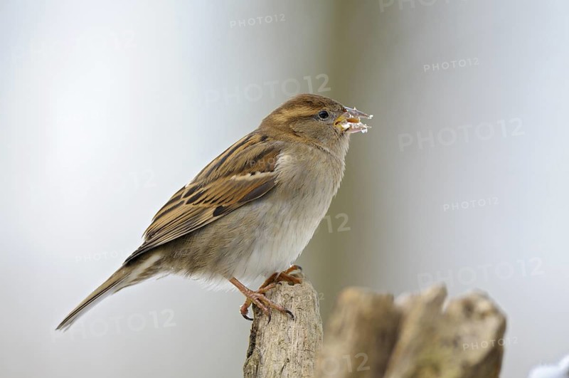Haussperling (Passer domesticus), House Sparrow, Weibchen im Winter, mit Futter, Februar, Oberhausen, Nordrhein-Westfalen, Deutschland