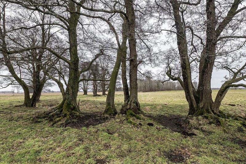 Old alders (Alnus glutinosa) in meadow landscape, Lower Saxony, Germany