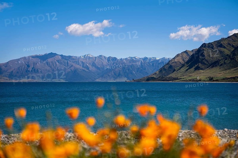 Lake Hawea, orange flowering California poppy (Eschscholzia californica) in the foreground Otago, South Island, New Zealand