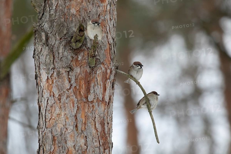 Sparrows on a branch in winter park. Krasnodar. Russia