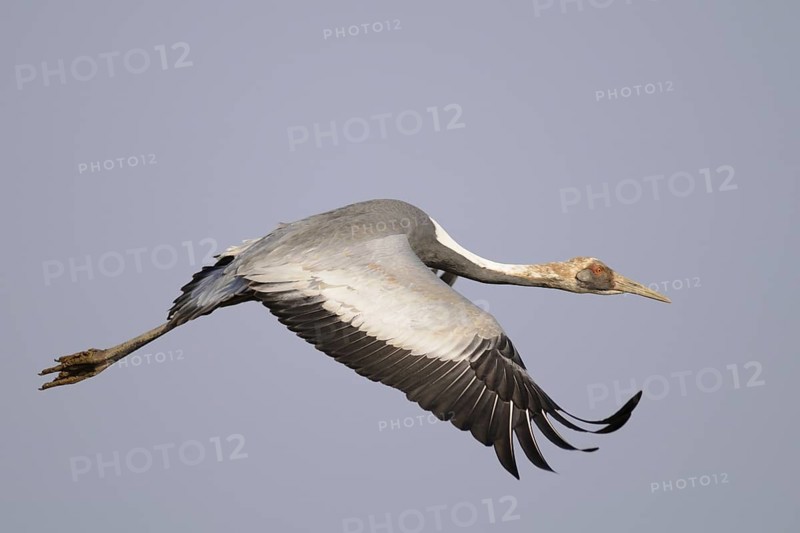 White-naped Crane (Antigone vipio) juvenile flying, Arasaki, Japan