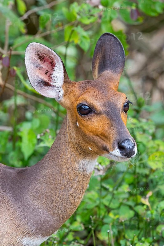 Bushbuck (Tragelaphus scriptus), antelope, young animal, portrait, iSimangaliso Wetland Park, St. Lucia, KwaZulu-Natal, South Africa