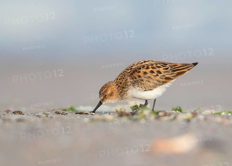 Little Stint (Calidris minuta) foraging, Bulgaria