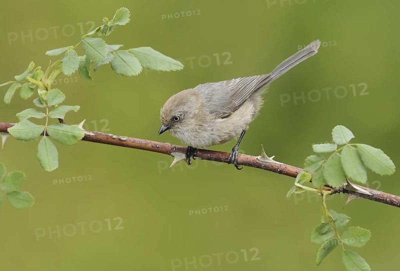 American Bushtit (Psaltriparus minimus), Canada
