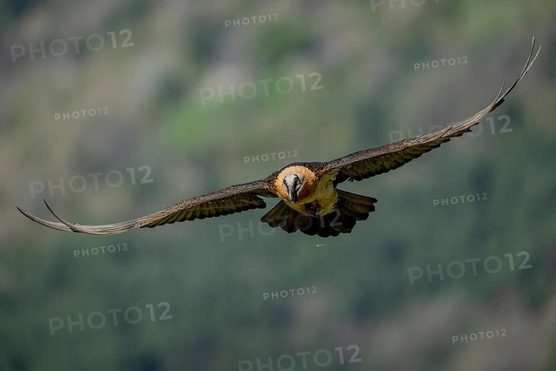 Bearded vulture (Gypeatus barbatus), in flight, Pyrenees, Spain