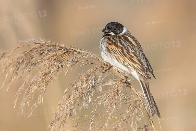 Common Reed Bunting (Emberiza schoeniclus) male, Baden-Wuerttemberg, Germany