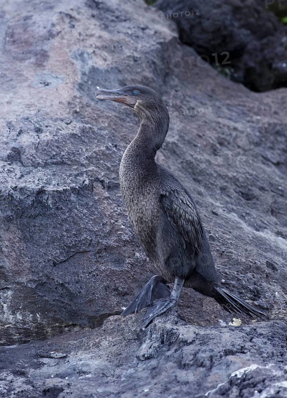 Flightless Cormorant (Phalacrocorax harrisi), Galapagos, Ecuador