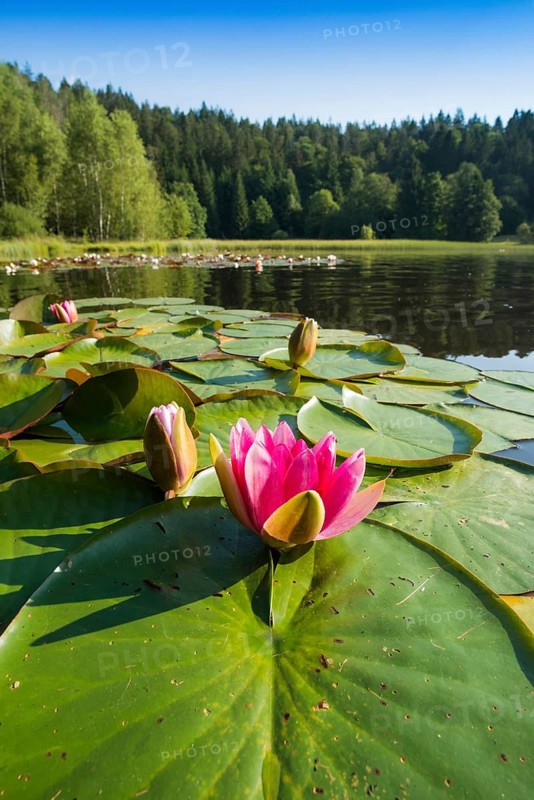 Klosterweiher, Dachsberg, Hotzenwald, Southern Black Forest, Black Forest, Baden-Württemberg, Germany