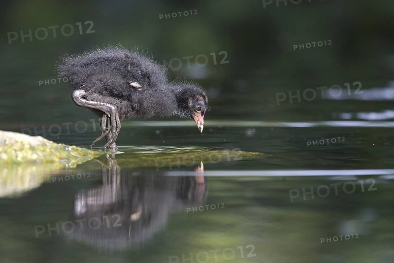 Common Moorhen (Gallinula chloropus) juvenile, North Rhine-Westphalia, Germany
