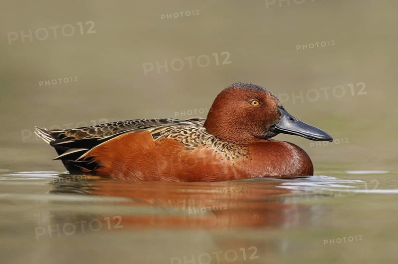Cinnamon Teal (Spatula cyanoptera) male, Texas, USA