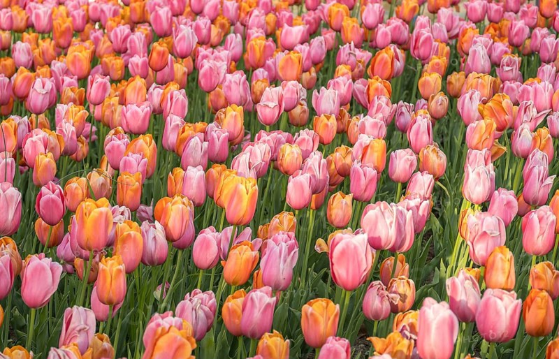 A stunning field of blooming tulips, showcasing vibrant pink and orange hues. The lush green leaves contrast with the delicate petals, creating a captivating spring scene