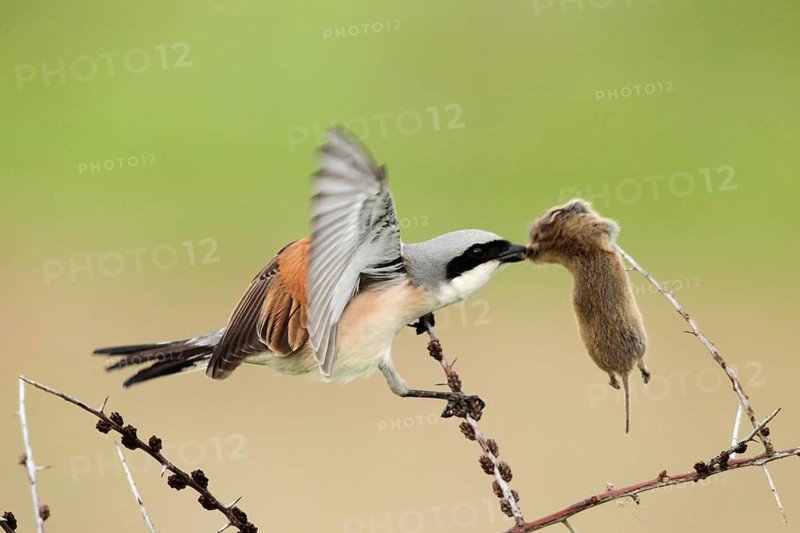 Red-backed Shrike (Lanius collurio) male, Baden-Wuerttemberg, Germany