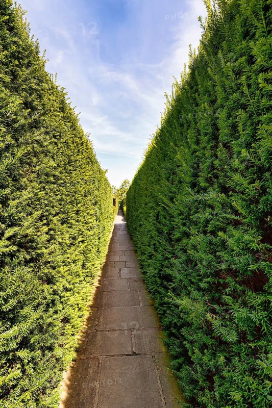Narrow footpath between two hedges, yew (Taxus baccata), evergreen, topiary, topiary, Sissinghurst Castle and Garden, Cranbrook, Kent, England, Great Britain
