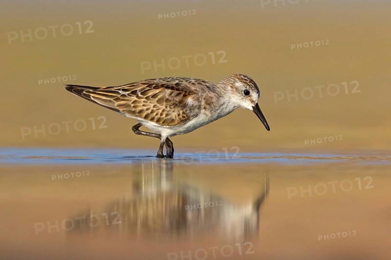 Animals, Birds, Little Sandpiper, (Calidris minuta), Biotope, Habitat, Foraging, Migratory bird, Limicoles Salalah, Raysut, Sohar, Oman