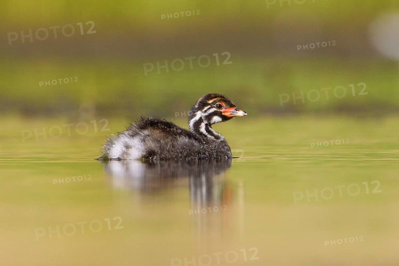 Australasian Grebe (Tachybaptus novaehollandiae) chick, Victoria, Australia