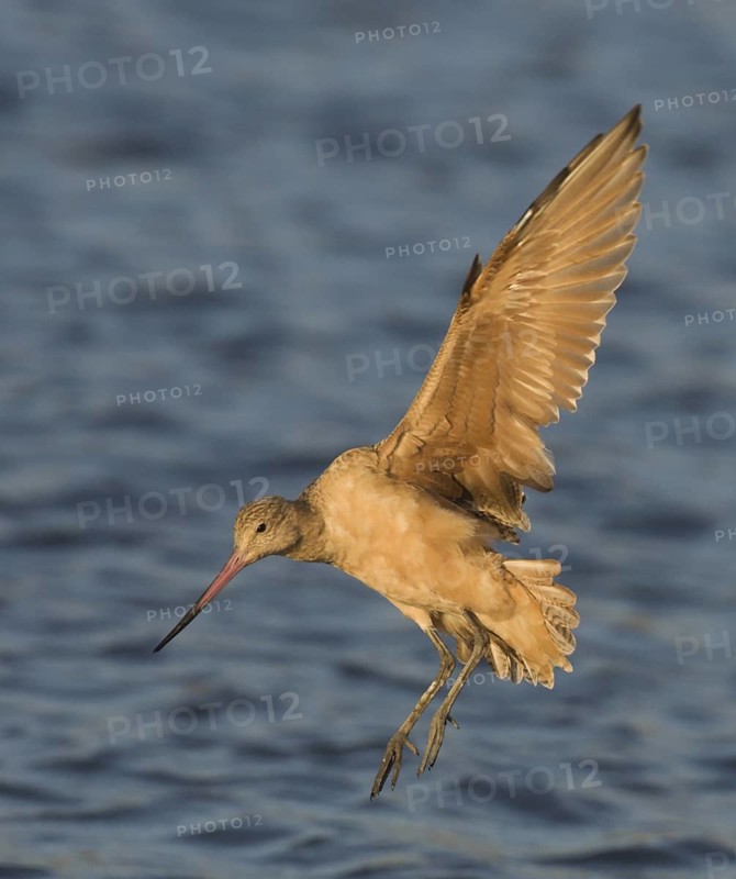Marbled Godwit (Limosa fedoa) flying, Washington, USA