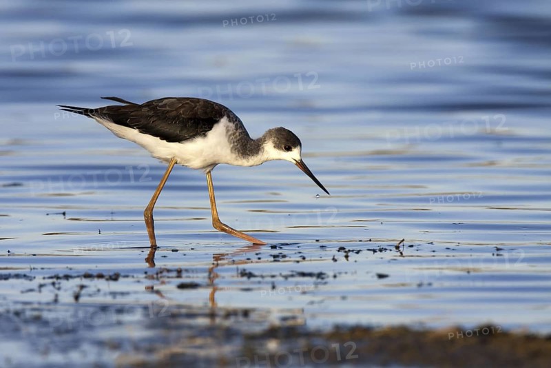 Black-winged Stilt (Himantopus himantopus) juvenile, Castile-La Mancha, Spain