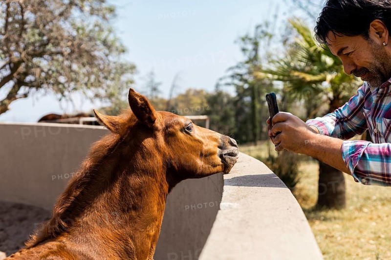 A man in a plaid shirt takes a photo of a curious foal leaning over a concrete barrier, amidst a sunny outdoor scene featuring trees and clear blue sky