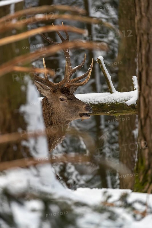 One Red Deer stag standing in a snow covered dense forest in winter. Hiding behind a tree