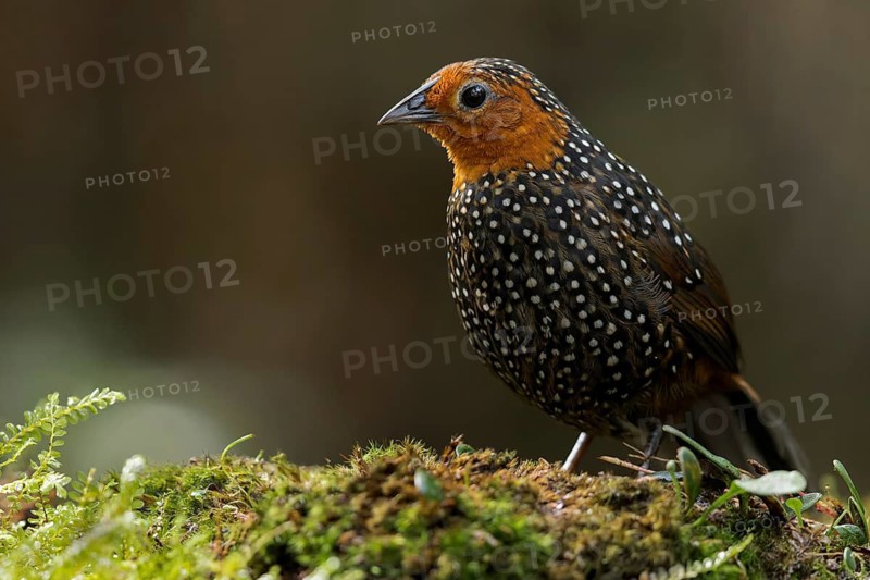 Ocellated Tapaculo (Acropternis orthonyx) perched on a branch in Colombia, South America