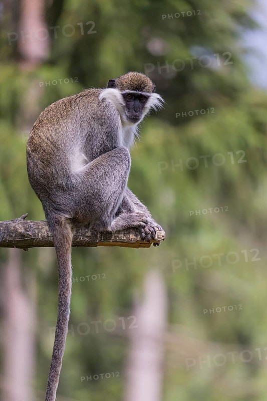 One grivet (Chlorocebus aethiops) sitting on the branch of a tree. Green vegetation in the background