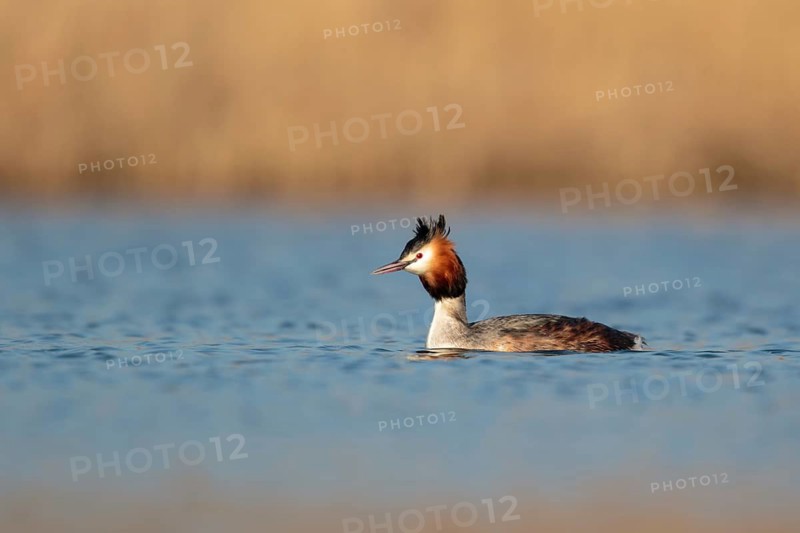 Great Crested Grebe (Podiceps cristatus), Utrecht, Netherlands