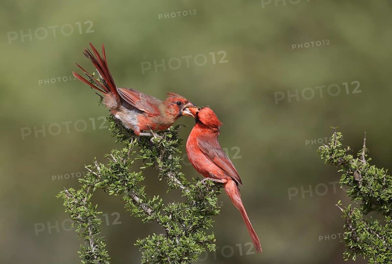 Northern Cardinal (Cardinalis cardinalis) male feeding juvenile, Texas, USA
