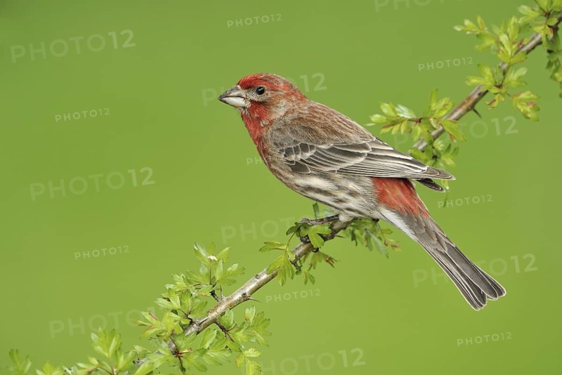 House Finch (Haemorhous mexicanus)