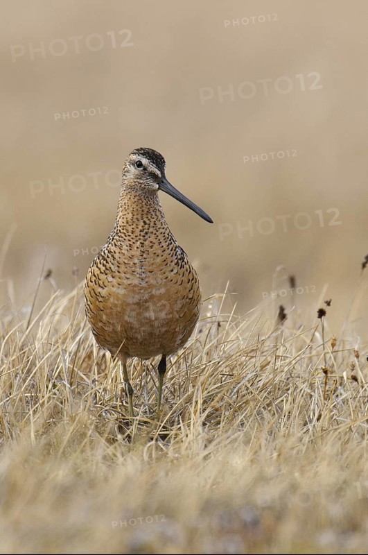 Long-billed Dowitcher (Limnodromus scolopaceus), Alaska, USA
