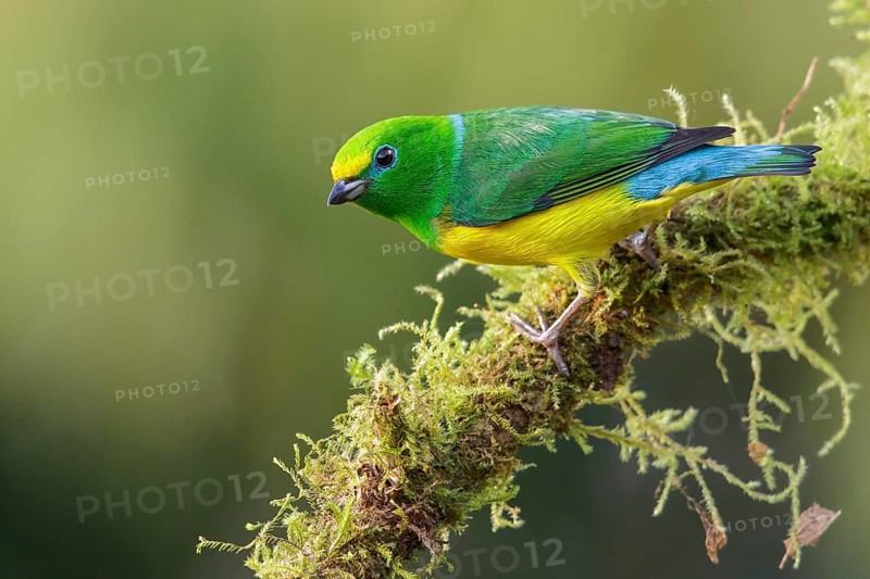 Blue-naped Chlorophonia (Chlorophonia cyanea) perched on a branch in the mountains of Colombia, South America