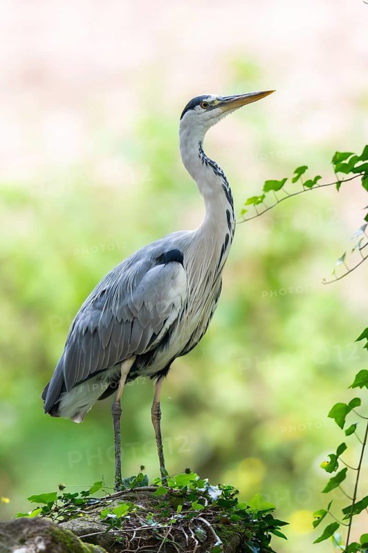 Grey heron (Ardea cinerea) standing on a rock in a forest, Bavaria, Germany