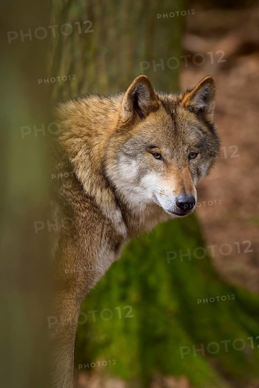 Wolf looking curiously from behind a tree in the forest, Wolf (Canis lupus), Germany