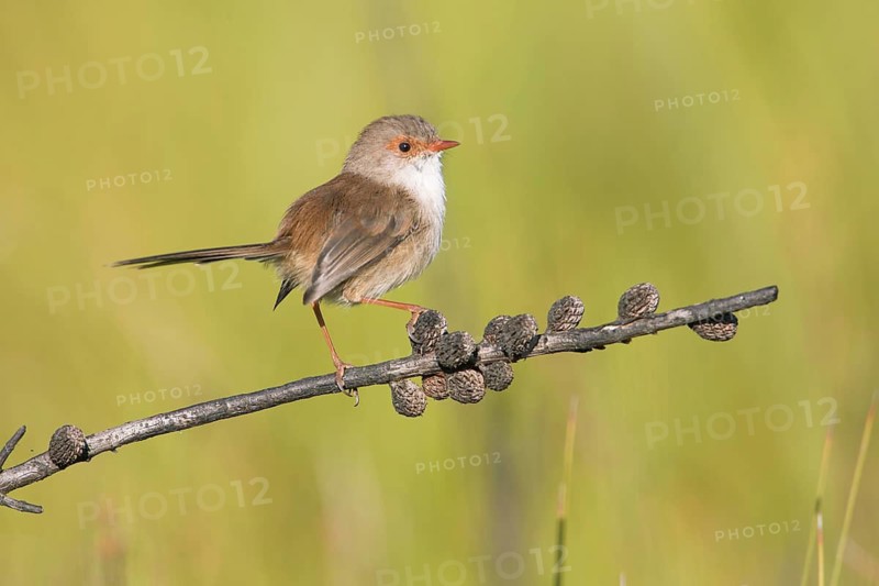 Superb Fairywren (Malurus cyaneus cyanochlamys) female perched on a branch, Victoria, Australia
