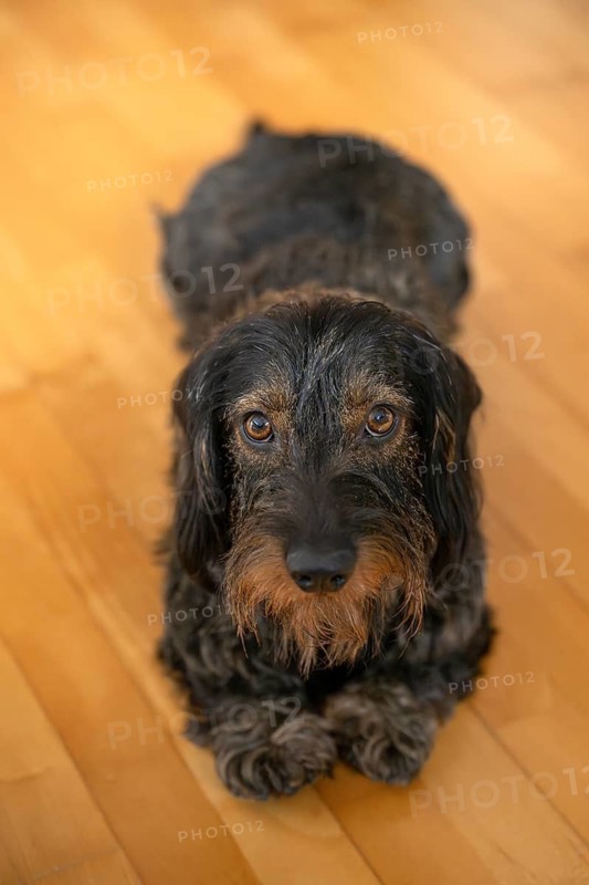 Rough-haired dachshund, male, lying on parquet floor, Stuttgart, Baden-Württemberg, Germany