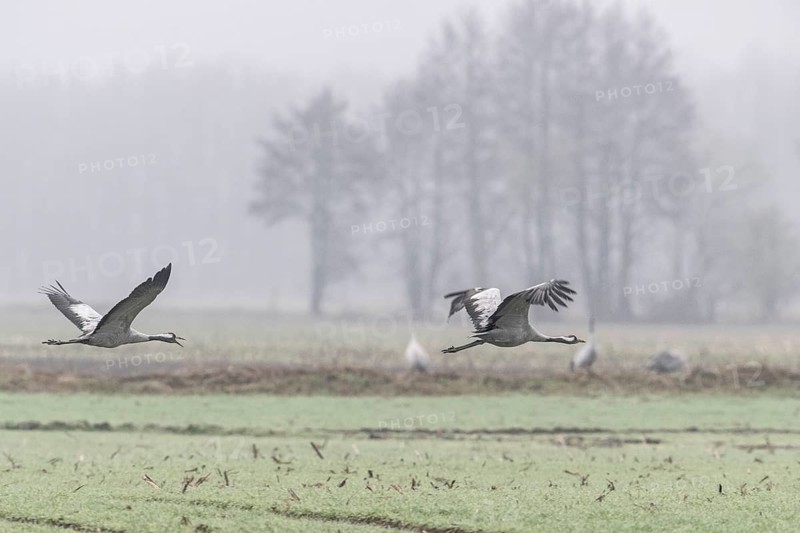 Cranes (Grus grus), flying, Fischerhuder Wümmeniederung, Lower Saxony, Germany