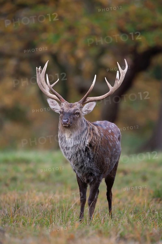 Sika deer (Cervus nippon) adult male buck standing on the edge of a woodland in the autumn, England, United Kingdom