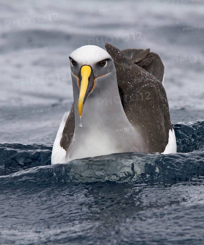 Buller's Albatross (Thalassarche bulleri), New South Wales, Australia