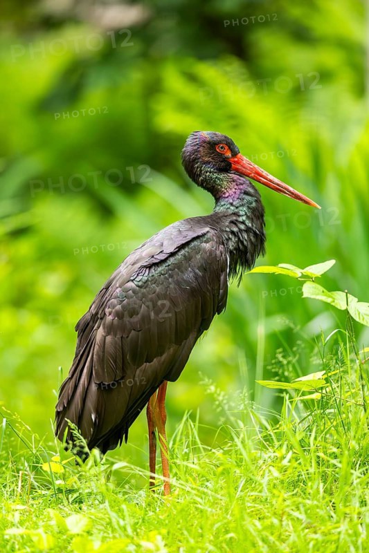 Black stork (Ciconia nigra) standing on a meadow, Bavaria, Germany