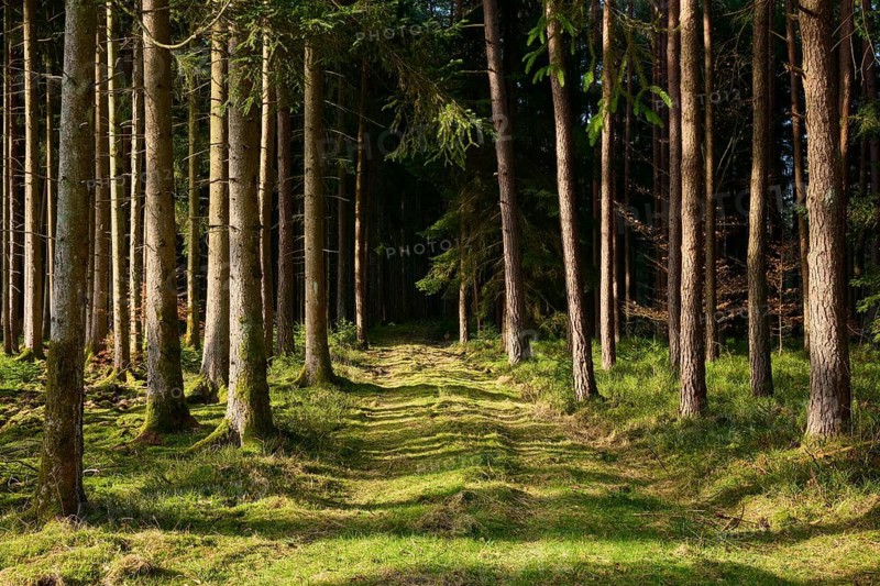 Light-flooded forest trail flanked by tall trees, Mudau, Odenwald, Baden-Württemberg, Germany