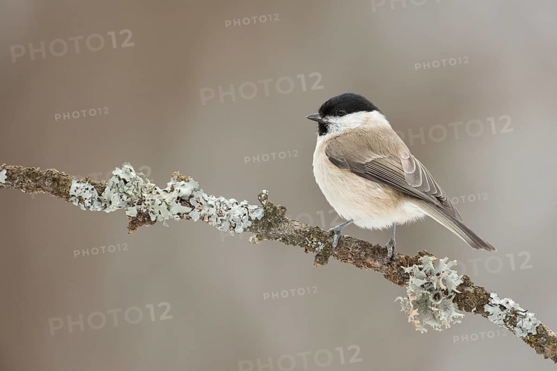 Marsh Tit (Poecile palustris) perched on lichen branch, Grisons, Switzerland