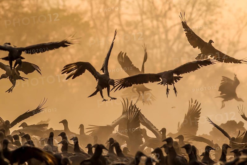 Black vultures fighting at sunset