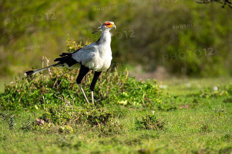 A majestic secretary bird searches for prey in the green expanse of Kenya's savannah. This striking image captures the bird mid-stride, showcasing its distinctive long legs and vivid facial markings