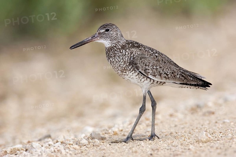 Willet (Tringa semipalmata), Texas, USA