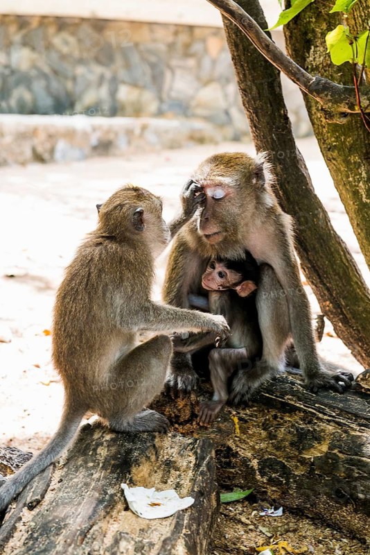 Monkeys on the beach, macaques, Ao Nang Beach, Ao Nang, Krabi, Thailand