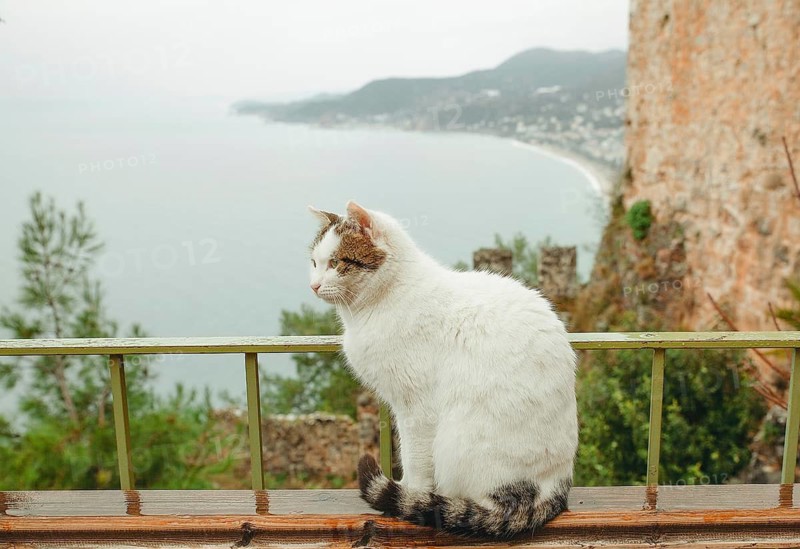 A stray cat sits peacefully on a railing near Alanya Castle, Turkey. The image highlights the serene presence of urban wildlife in a historic setting