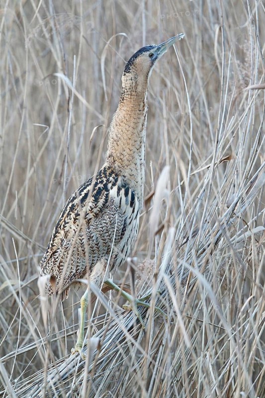 Eurasian Bittern (Botaurus stellaris), Hesse, Germany
